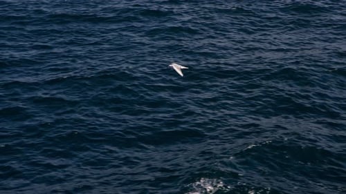 White Seagull Flies Over Sea in City Bay