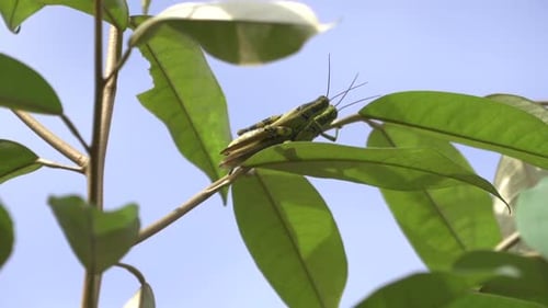 Grasshoppers Mating on a Green Leaf in Nature