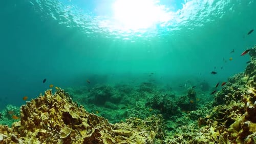 Sunlight Filters through Tropical Coral Reef