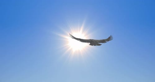Bird Soars in the Sky