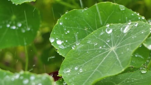 Garden nasturtium raindrops fall on green leaves