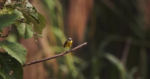 Social flycatcher perched on a twig looking around inquisitively at the Peruvian rain forest around