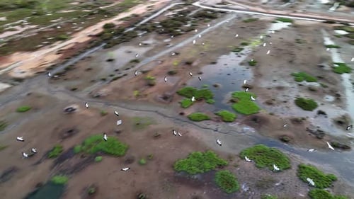 Aerial View: Many Birds in Wetland Environment