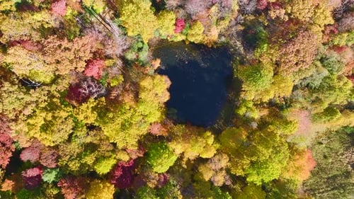Aerial View of Small Lake in Lush Forest with Colorful Canopies in Autumn Woods on Sunny Day