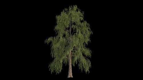 Alpha-Kanal „Baum im Wind“, abspielbar