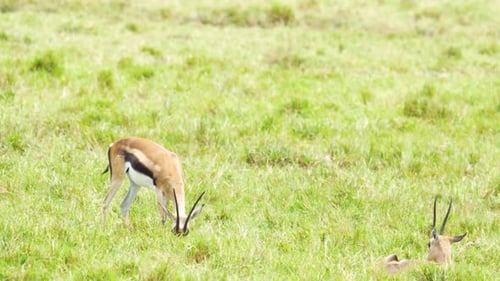 Thomsons gazelles grazing in swamp grassland in Kenya