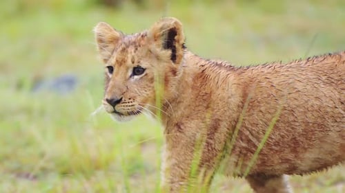 Slow Motion Shot of Baby lion cub with cheeky attitude, cute African Wildlife in Maasai Mara Nationa
