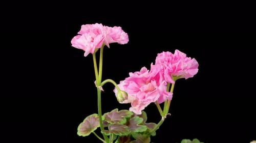 Pink Geranium Flowers Blooming Time Lapse