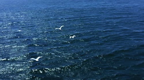 drone shot of seagulls flying over the sea. 4K. 1.