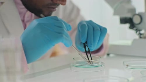 Scientist Manipulating Specimen with Tweezers in Lab