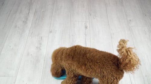 Fun Tasks For A Smart Pet.