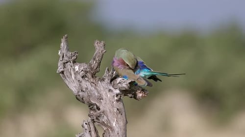 Colorful Bird Perched on Branch Preening in Nature