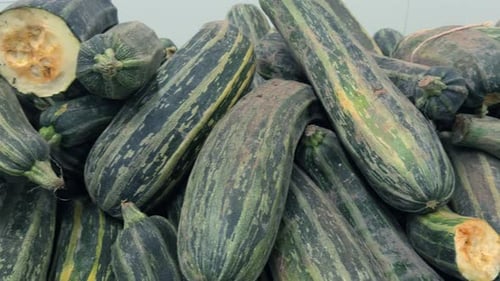Panning shot of long green organic zucchinis ready for cooking