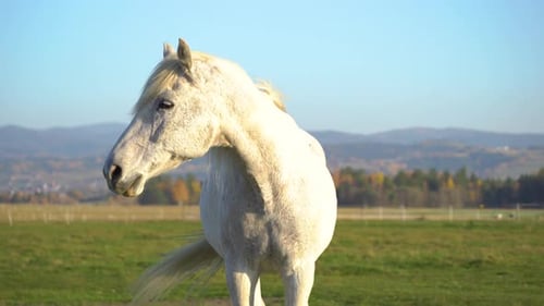 Weißes Pferd weidet auf einer friedlichen Wiese unter klarem blauem Himmel