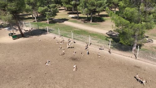Gazelle