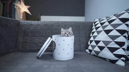 Playful Kitten Hiding Inside Decorative Box on Couch
