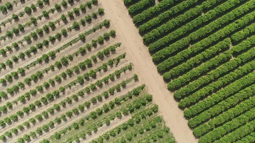 Luftaufnahmen von großen Plantagen mit Obstbäumen und landwirtschaftlichen Feldern