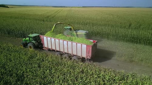 Récolte d'ensilage de maïs avec une récolteuse de fourrage au champ