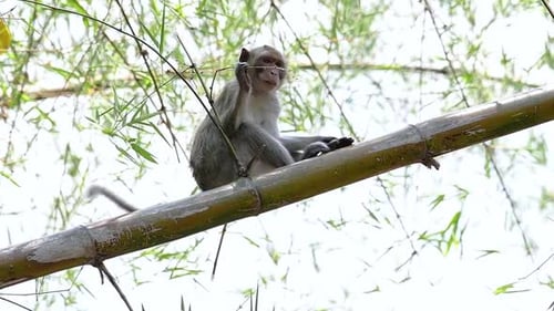 The Long-tailed Macaques are the easiest monkeys to find in Thailand as they are present at temple c