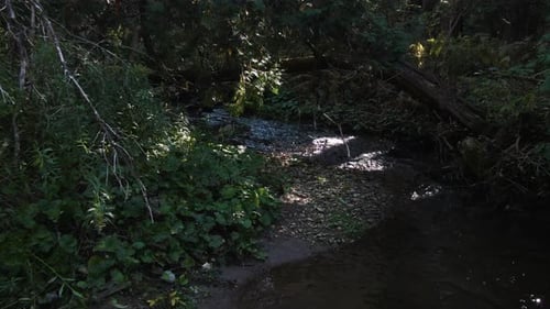 A river runs above thick foliage in the forest