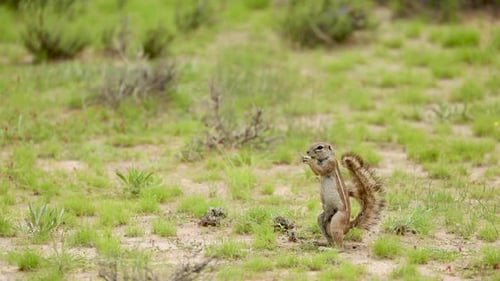 Wide shot of a African Ground Squirrel foraging for food and eating while standing alert in the gree