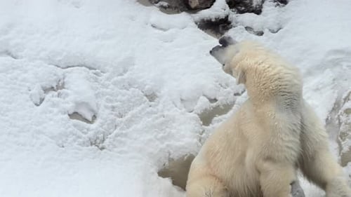 Eisbär steht im Schnee