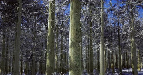 Snow Covered Forest with Tall Trees Under a Clear Blue Sky in Winter