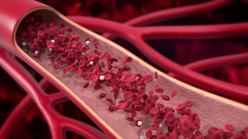 Red and White Blood Cells Flowing Through Vein Medical Animation