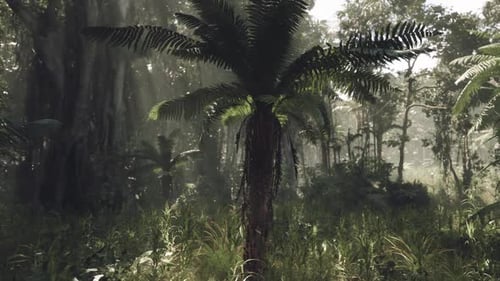 Lush Jungle Landscape with Ferns and Towering Trees in Southern China