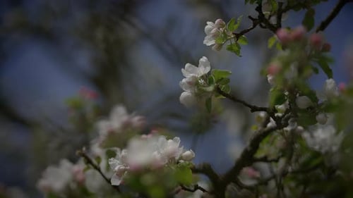 Spring Flowers Blooming in Floral Scenery Landscape Outdoors