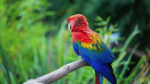 Nahaufnahme eines roten Ara-Vogels auf verschwommenem Hintergrund