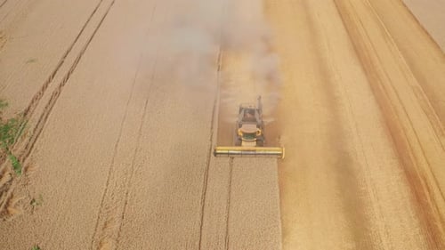 Beautiful yellow plantation of ripe wheat being cut by a combine. Harvesting season in the farmlands
