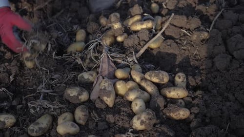 Slow motion close-up of potatoes in the ground as a farmer sifts through and collects them.
