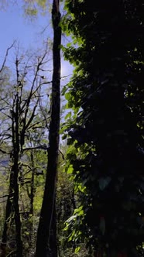 Sun Shining Through Trees in Beautiful Forest