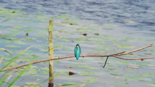 Kingfisher perched on branch over idyllic pond in Friesland Netherlands, rearview medium shot near g