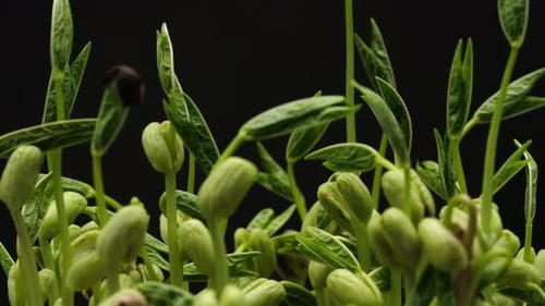 Close Up Time Lapse of Green Bean Sprouts