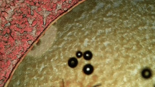 Animated Microscopic Cells and Organic Textures