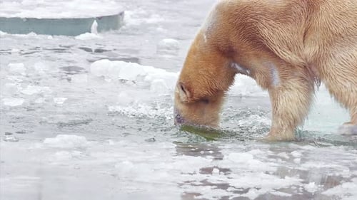 Zeitlupenvideo mit 120 Bildern pro Sekunde von einer Eisbärin und ihrem Eisbärenjungen in einer Naturlandschaft nahe der Kälte