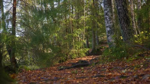 Kamera verfolgt einen Pfad im Wald