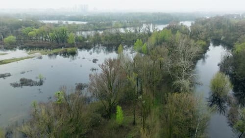 River Lake Swamp Water Forest Spring Nature Park Tree Green