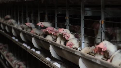 Chickens In The Egg Factory