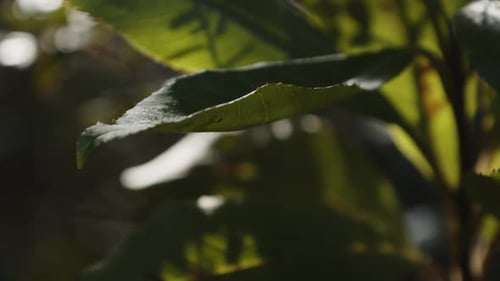 handheld shot of plant in the wild