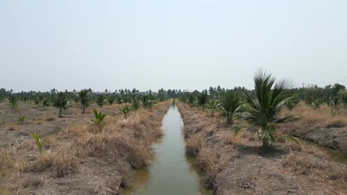 Camera Traverses Coconut Cultivation Field