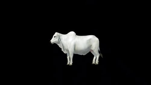 White Brahman Cow Kick Loop