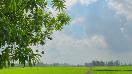 natural background of rice fields