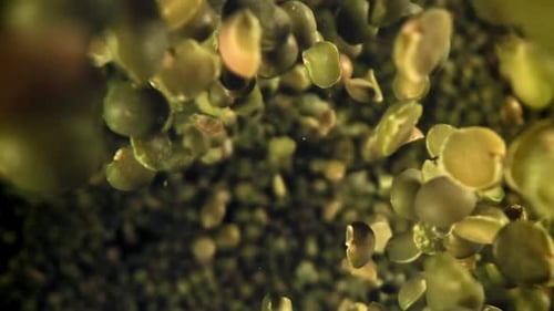 Green Peas Fly and Fall Filmed on a Highspeed Camera at 1000 Fps