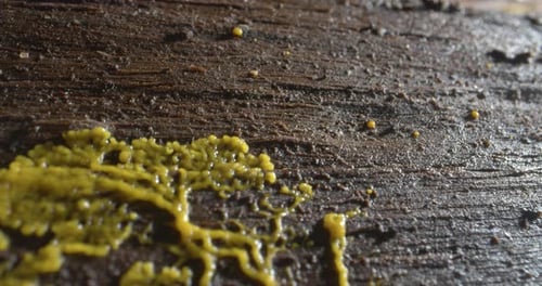 Yellow Slime Mold Growth on Dark Wood Surface