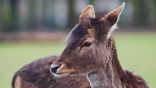 Young red deer (Cervus elaphus) hind turns head in slow motion close-up