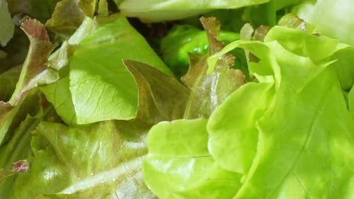 A green vegetable salad in close-up.
