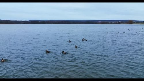 Wunderschön gefiederte Wildenten schwimmen auf dem See.